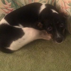 Meet your Posher, Joe